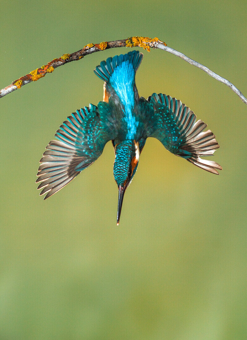 Common Kingfisher (Alcedo atthis) diving, Salamanca, Spain