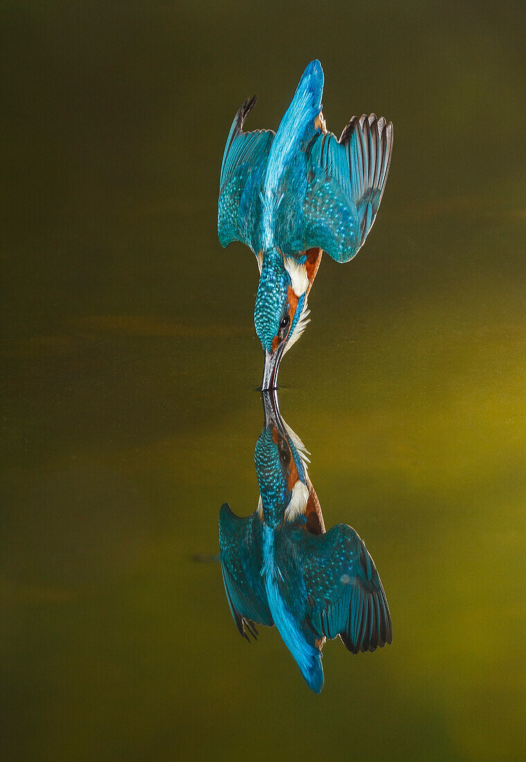 Common Kingfisher (Alcedo atthis) diving, Salamanca, Spain