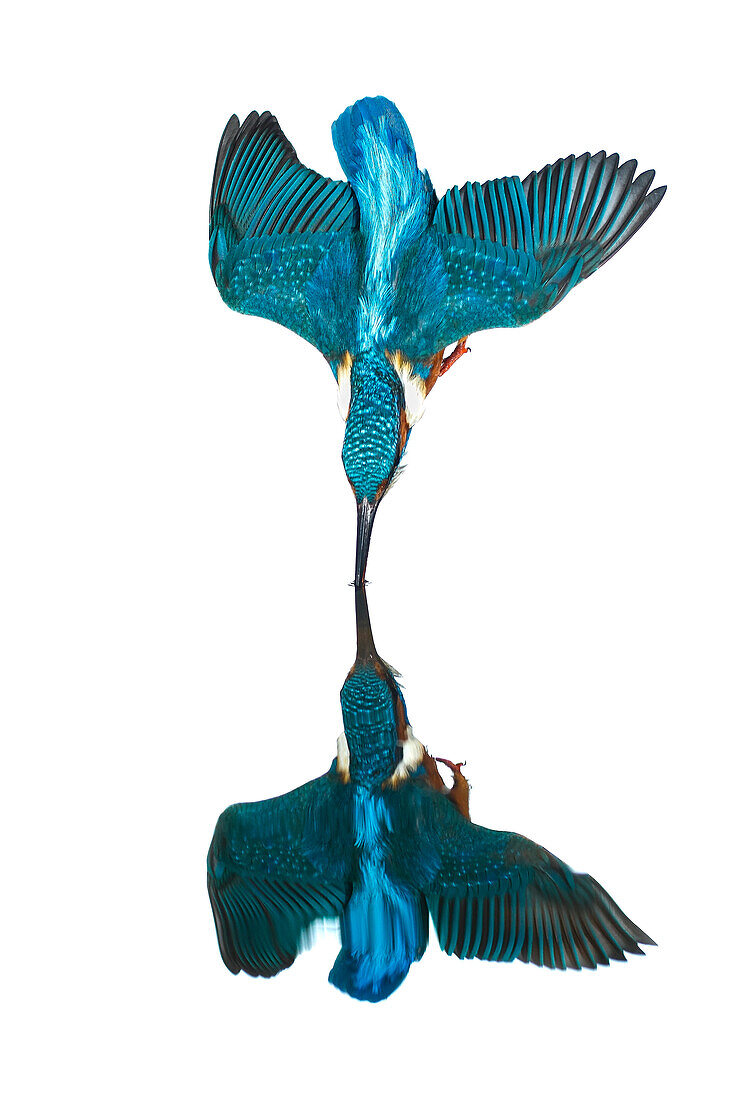 Common Kingfisher (Alcedo atthis) diving, Salamanca, Spain