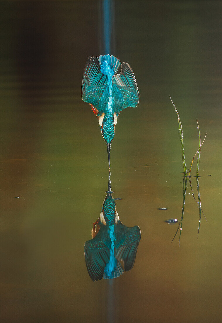 Common Kingfisher (Alcedo atthis) diving, Salamanca, Spain