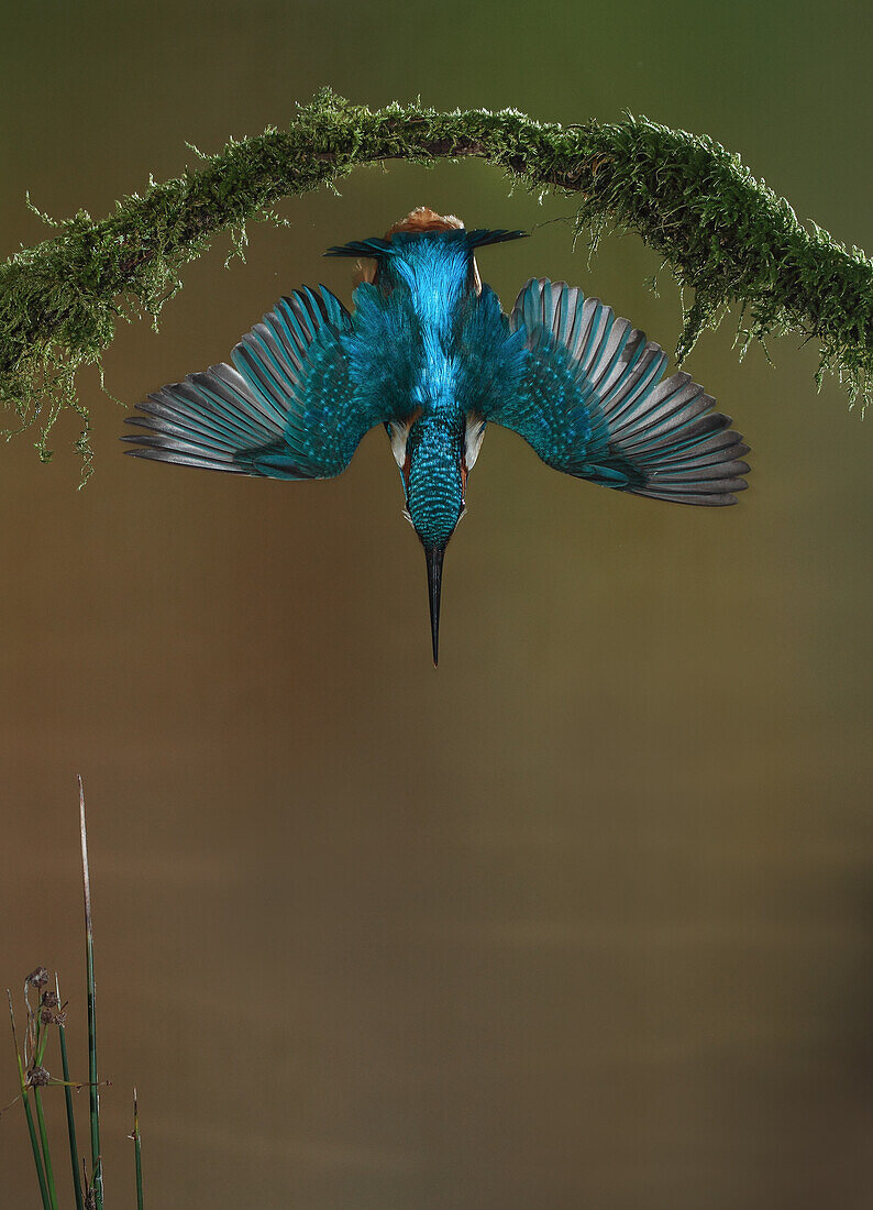 Common Kingfisher (Alcedo atthis) diving, Salamanca, Spain