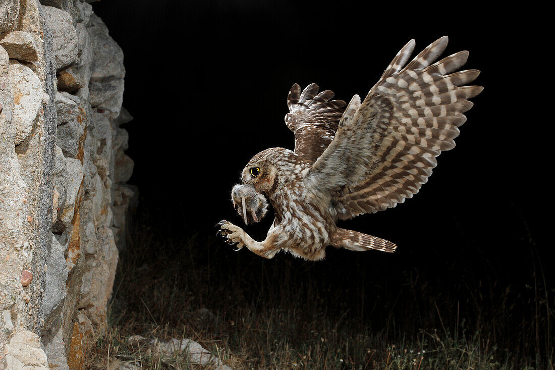 Little Owl (Athene noctua) flying with prey at night, Spain