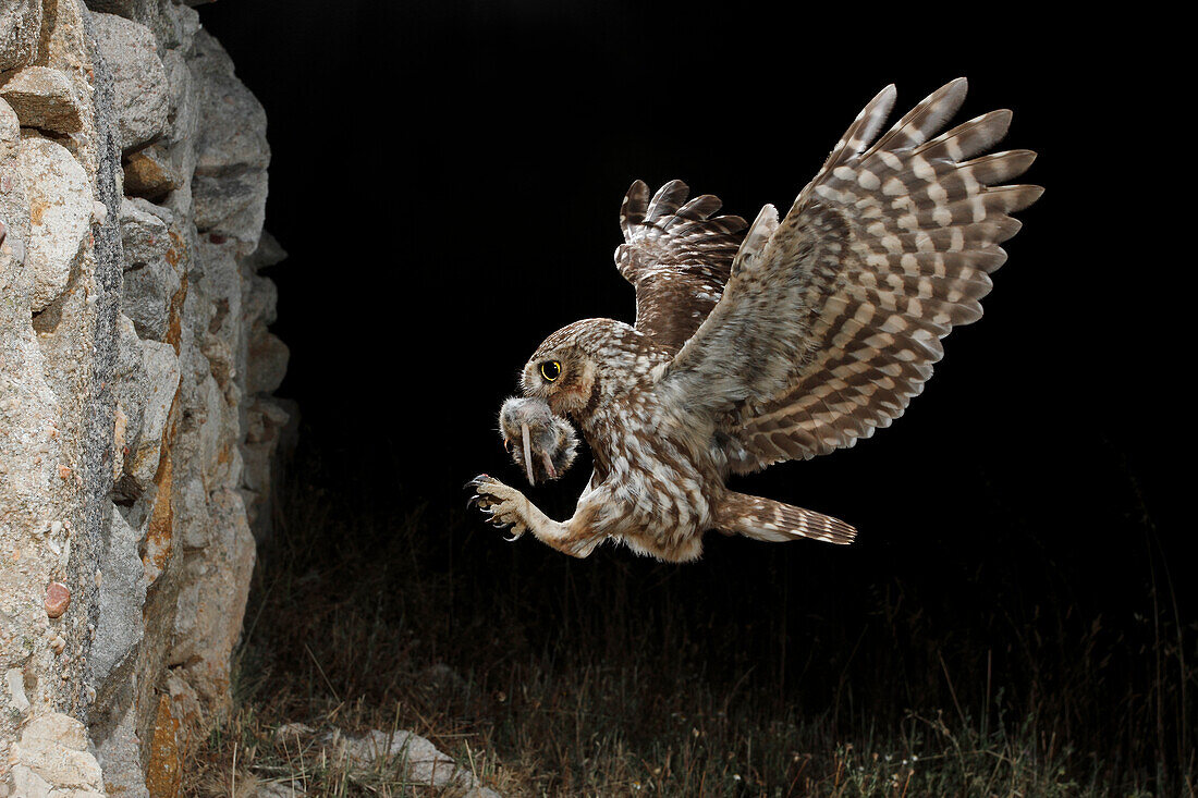 Steinkauz (Athene noctua) im nächtlichen Flug mit Beute, Spanien