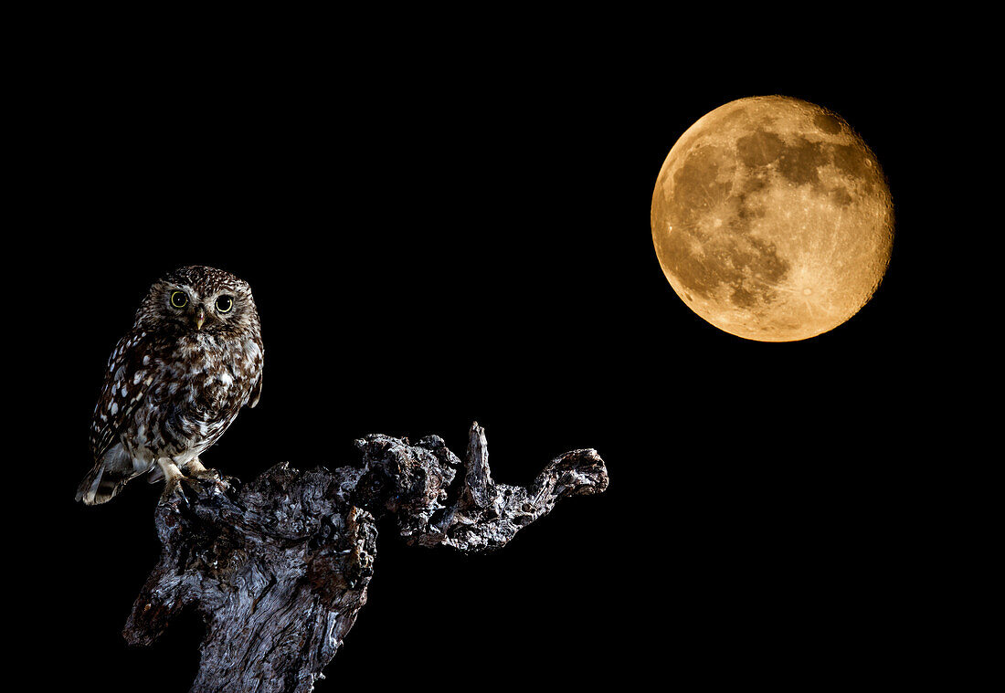 Steinkauz (Athene noctua) und Mond, Spanien