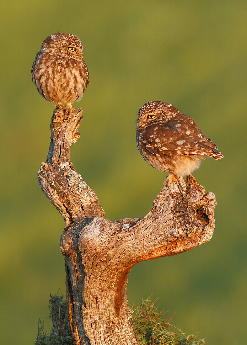 Steinkauz (Athene noctua), Spanien