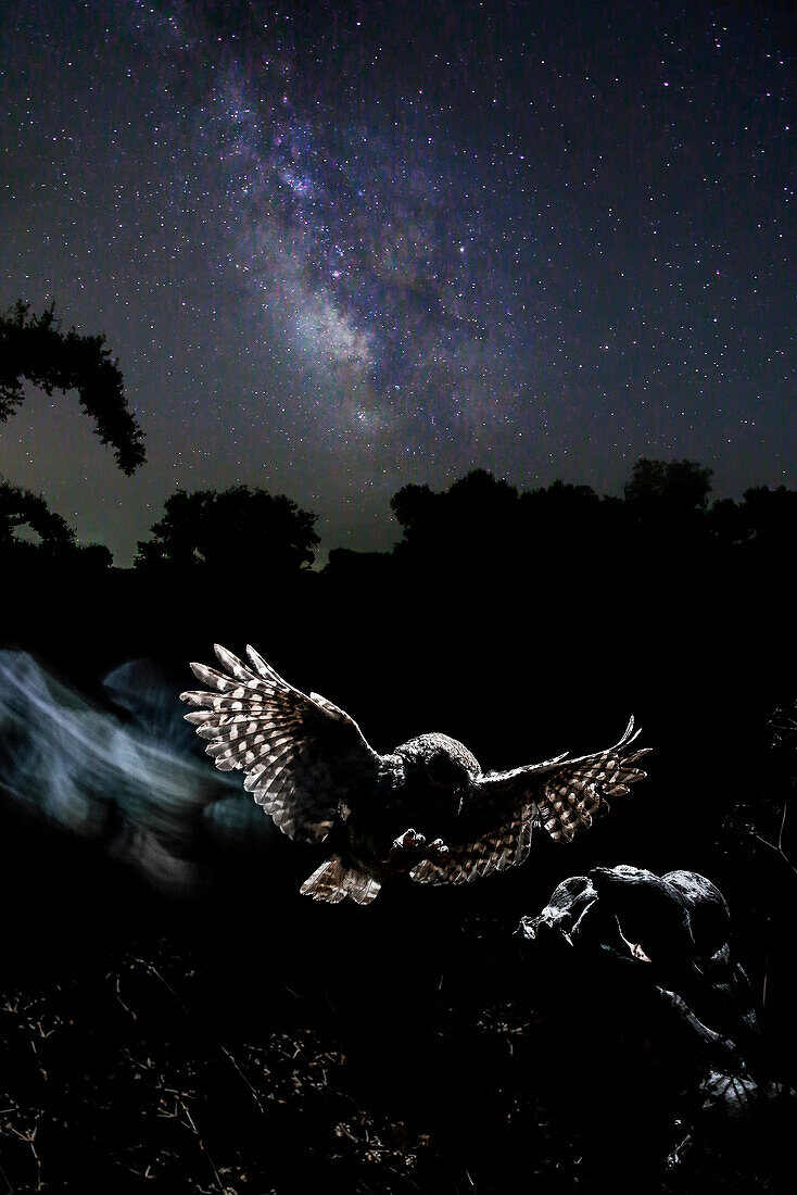 Steinkauz (Athene noctua) fliegt nachts, Spanien