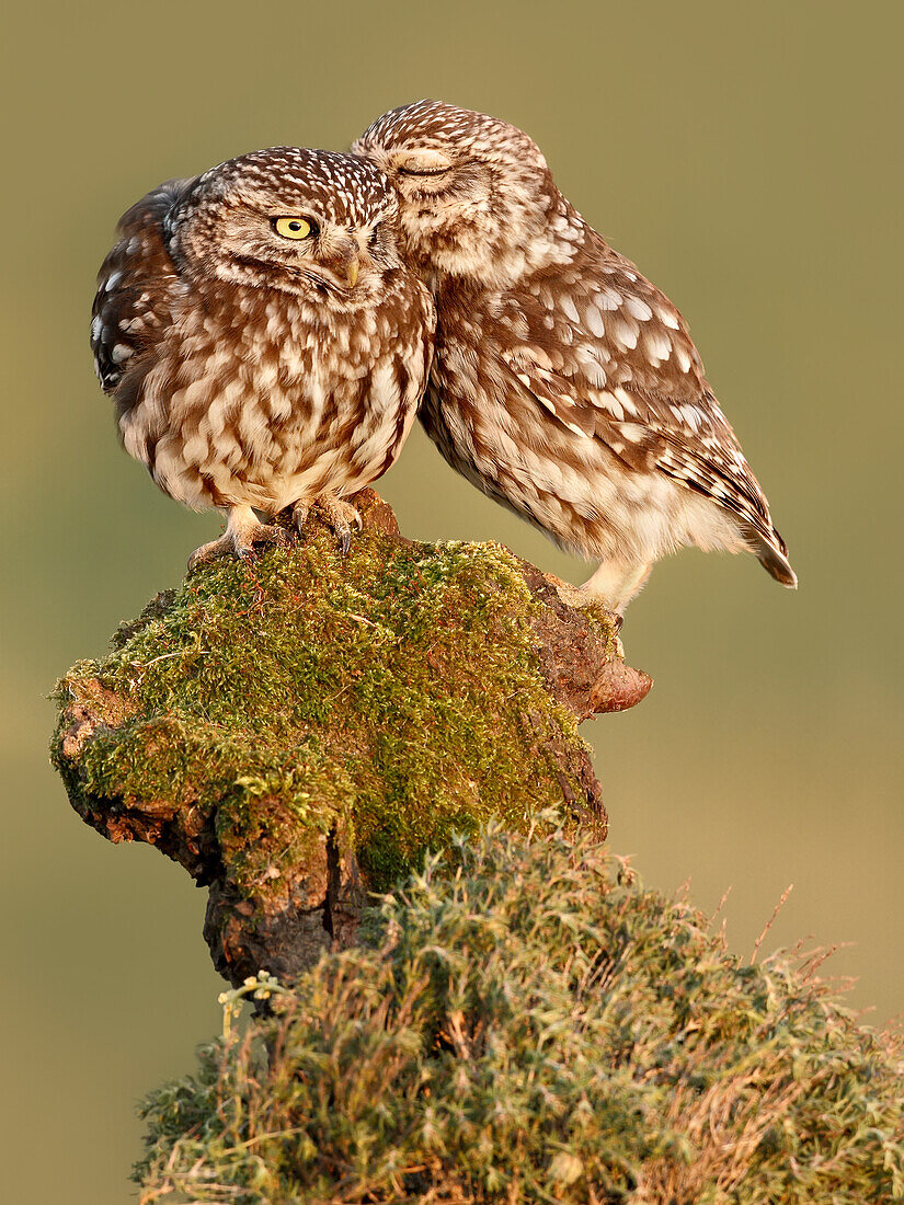 Steinkauz (Athene noctua), Spanien