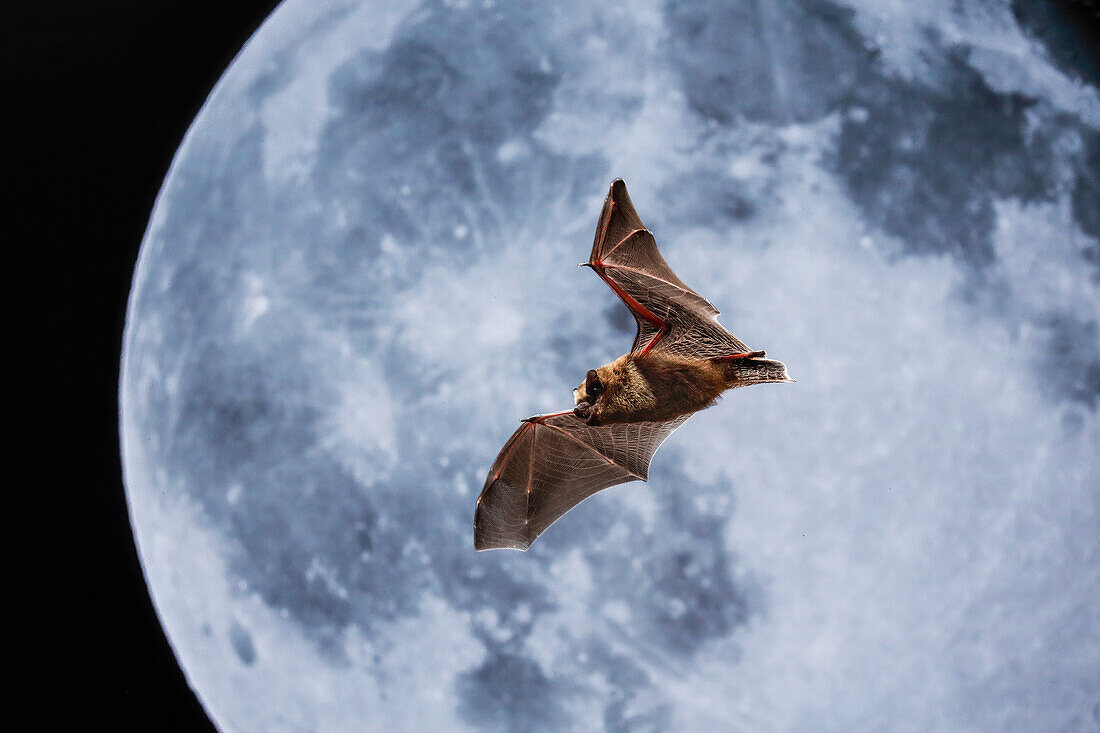 Porträt einer Zwergfledermaus (Pipistrellus pipistrellus) bei Nacht mit dem Mond im Hintergrund