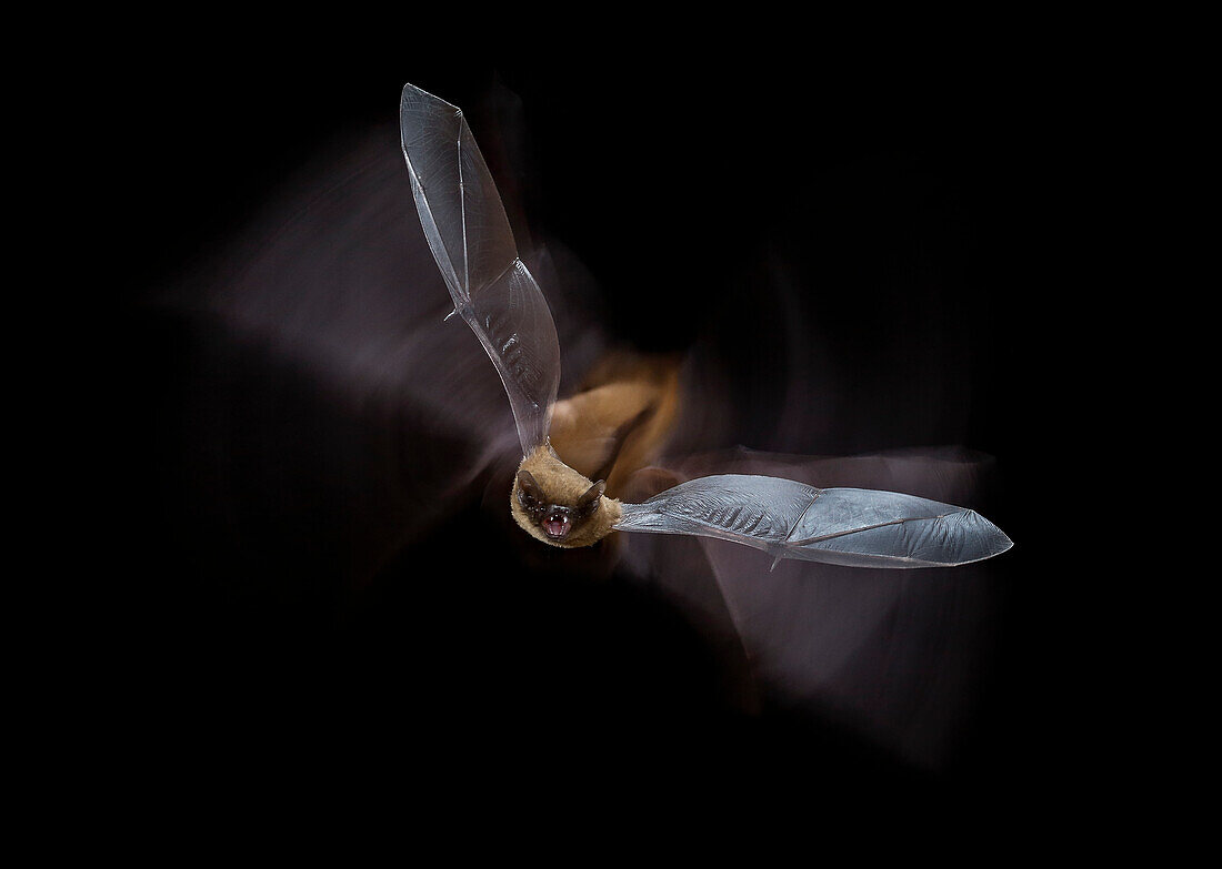 Common pipistrelle (Pipistrellus pipistrellus) flying at night, Spain