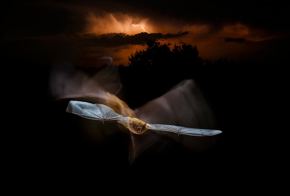 Common pipistrelle (Pipistrellus pipistrellus) flying at night, Spain