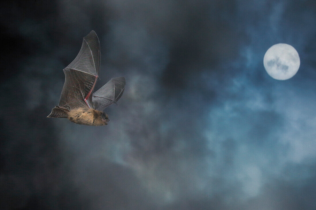 Porträt einer Zwergfledermaus (Pipistrellus pipistrellus) bei Nacht mit dem Mond im Hintergrund