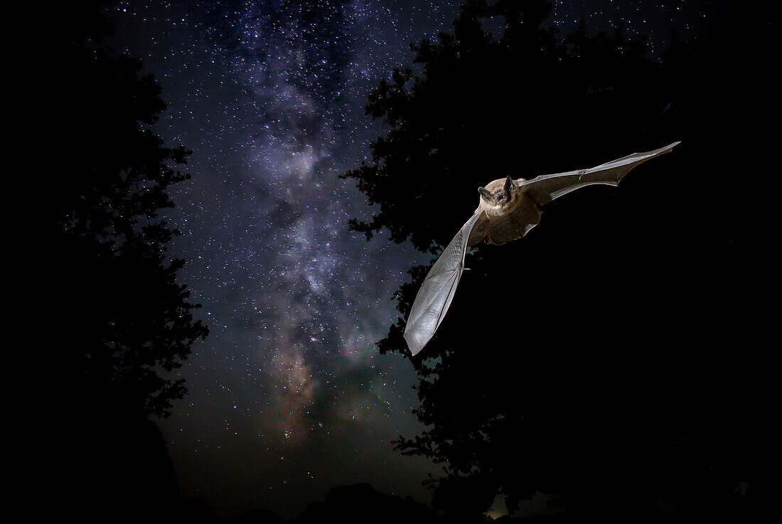 Serotine-Fledermaus (Eptesicus serotinus) fliegt nachts mit der Milchstraße im Hintergrund, Spanien