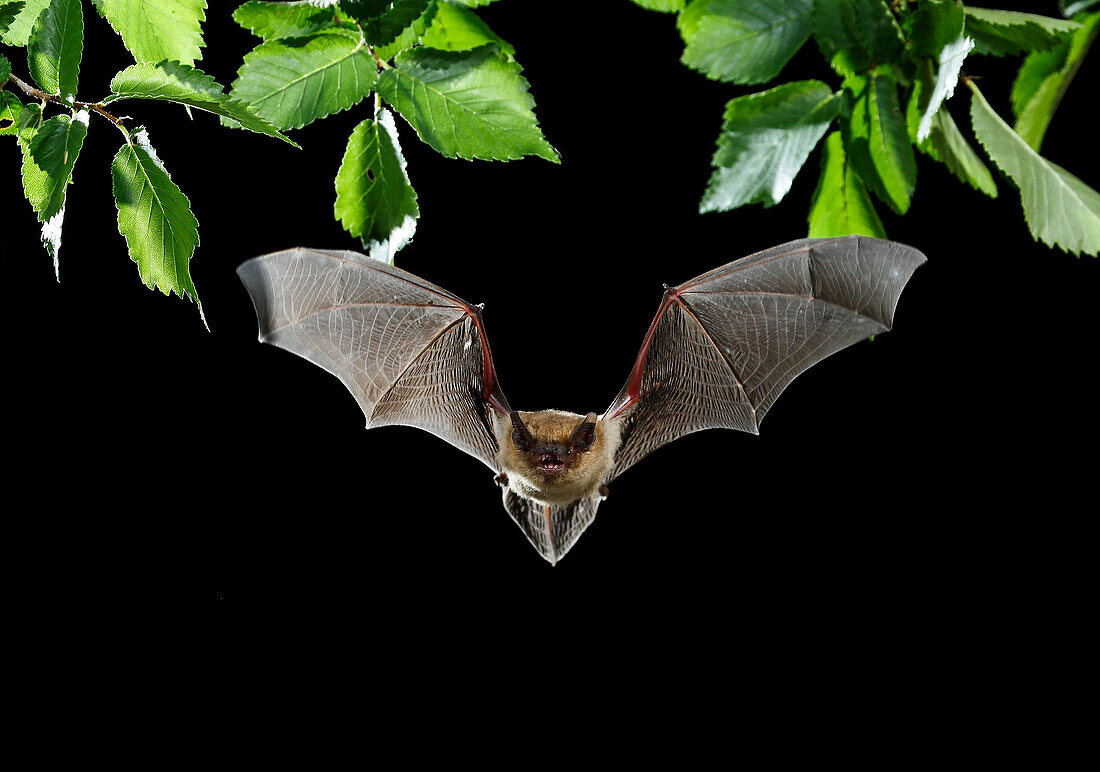 Serotine-Fledermaus (Eptesicus serotinus) fliegt nachts, Spanien