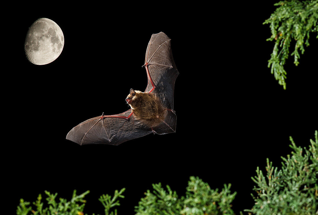 Serotine bat (Eptesicus serotinus) flying at night with moon in background, Spain