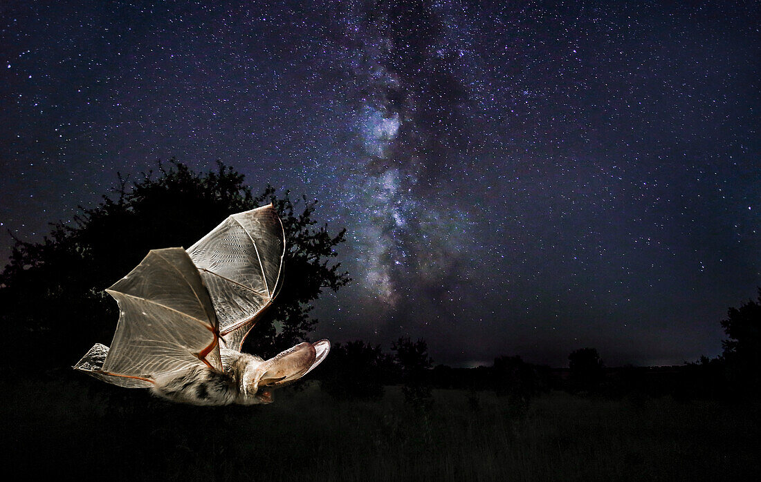 Langohrfledermaus (Eptesicus serotinus) im Nachtflug mit Milchstraße im Hintergrund, Spanien