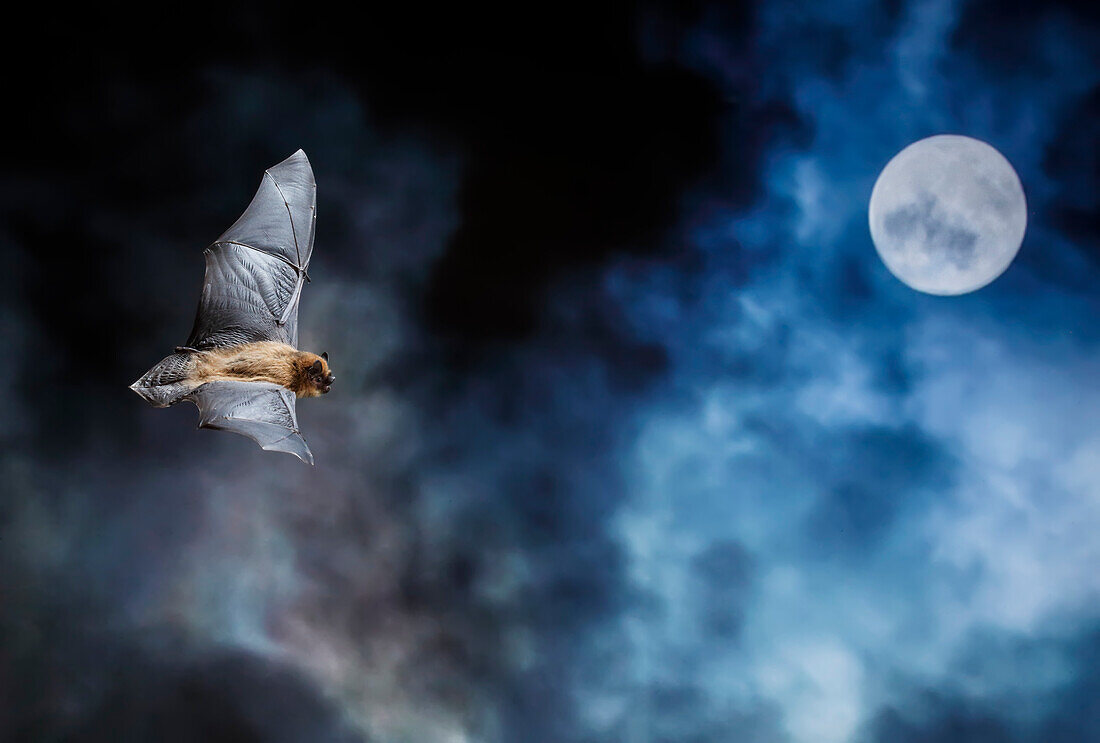 Porträt einer Zwergfledermaus (Pipistrellus pipistrellus) bei Nacht mit dem Mond im Hintergrund