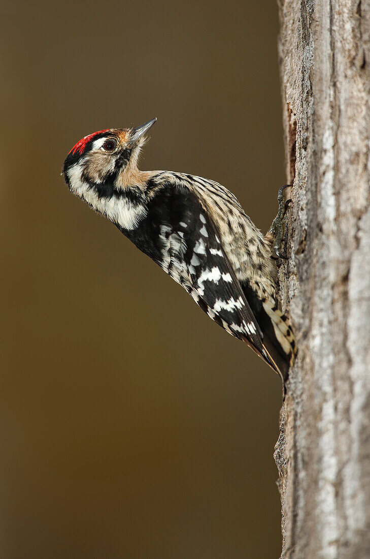 Lesser spotted woodpecker (Dryobates minor), Spain