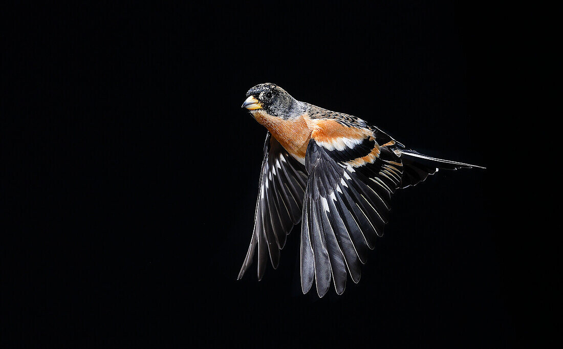 Brambling in flight (Fringilla montifringilla), Salamanca, Castilla y Leon, Spain