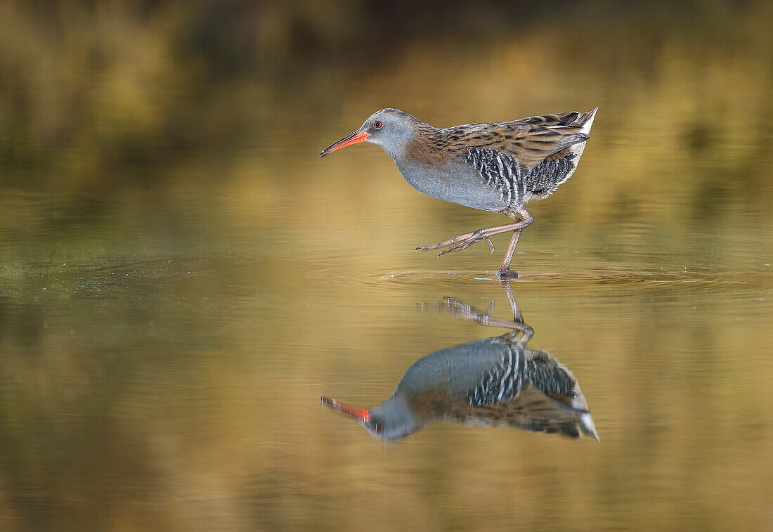 Water rail (Rallus aquaticus) Salamanca, Castilla y Leon, Spain