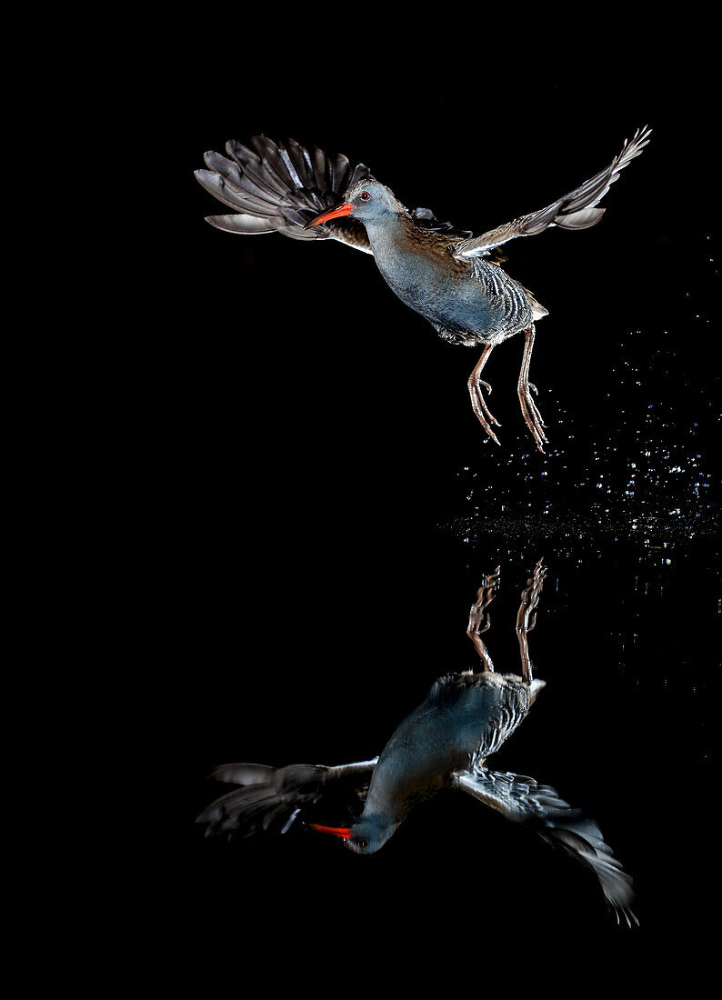 Water rail (Rallus aquaticus) Salamanca, Castilla y Leon, Spain