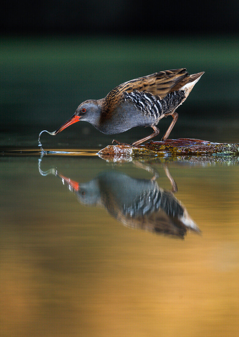 Wasserralle (Rallus aquaticus) Salamanca, Kastilien und Leon, Spanien