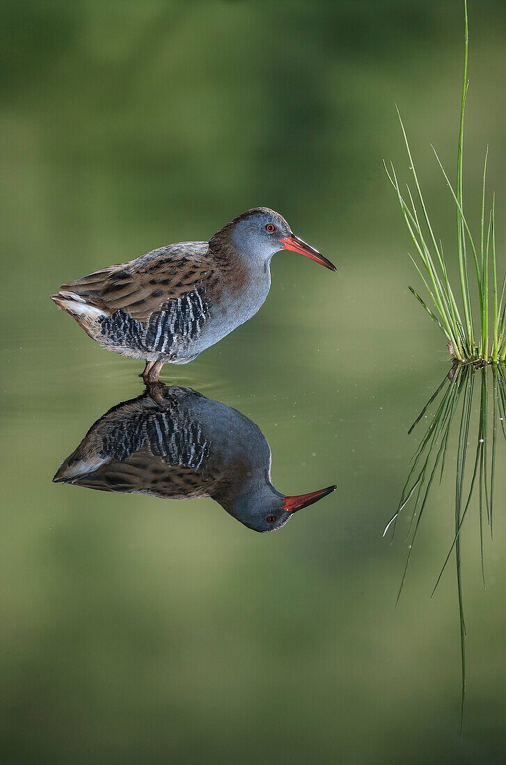 Wasserralle (Rallus aquaticus) Salamanca, Kastilien und Leon, Spanien