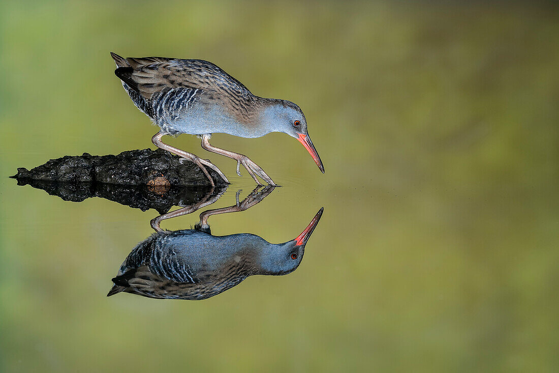 Water rail (Rallus aquaticus) Salamanca, Castilla y Leon, Spain