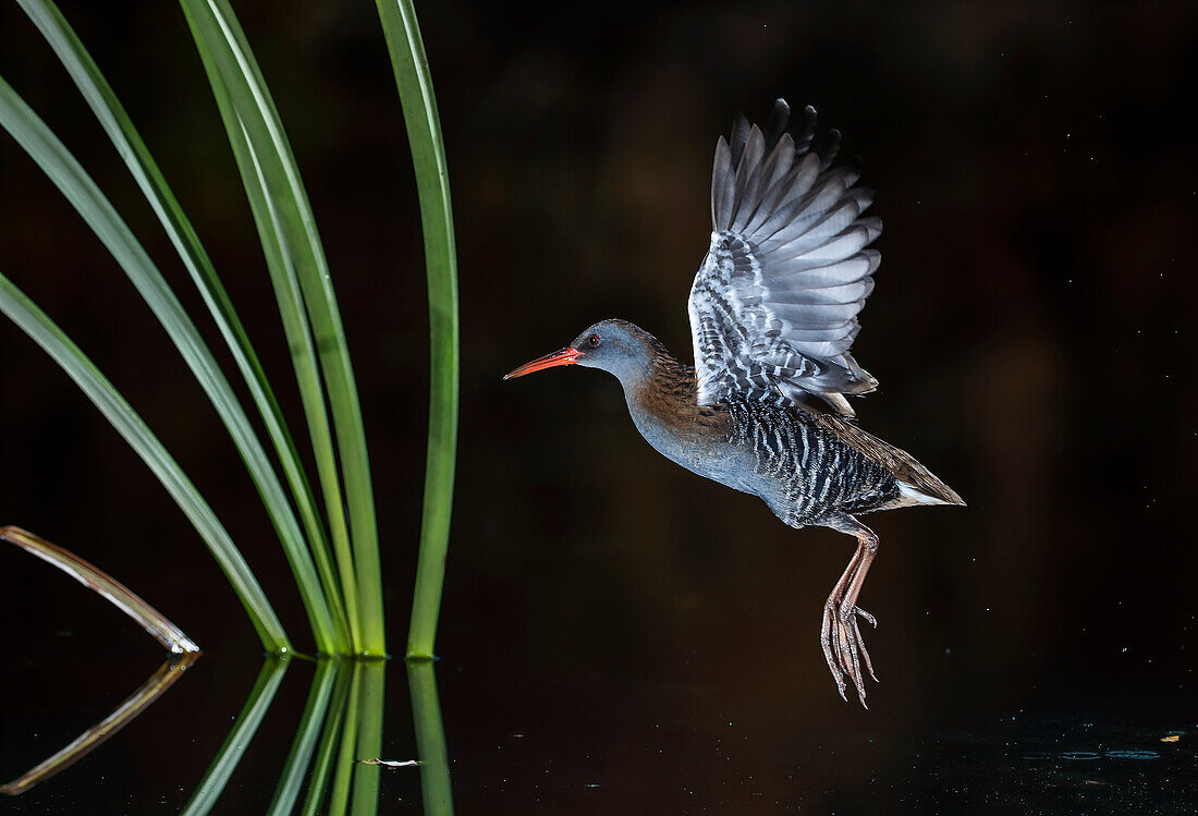 Wasserralle (Rallus aquaticus) Salamanca, Kastilien und Leon, Spanien