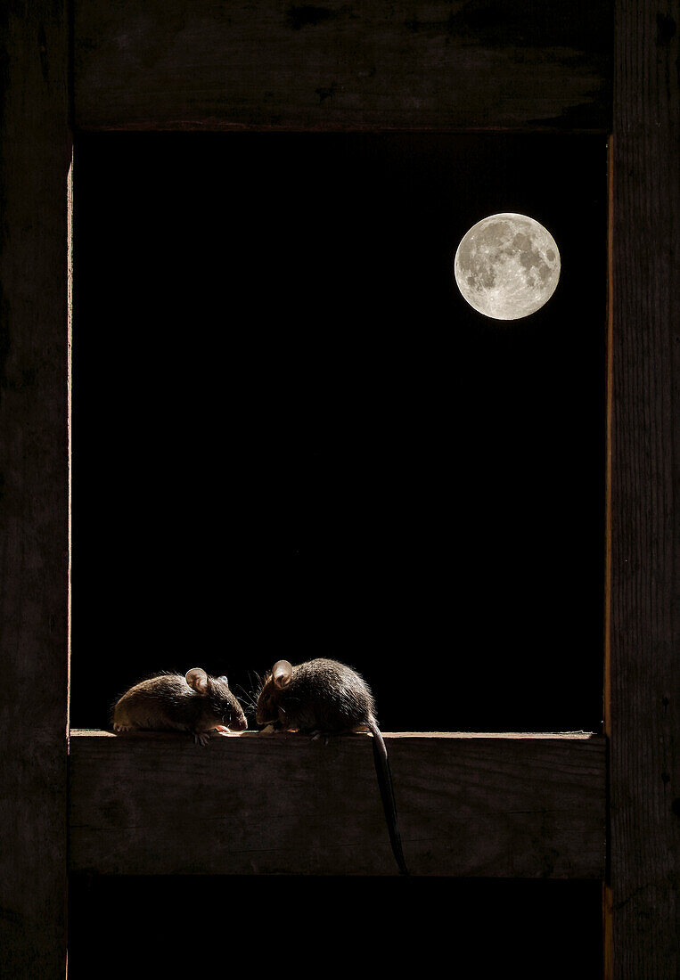 Waldmaus (Apodemus sylvaticus) an einem Fenster mit dem Mond im Hintergrund, Spanien