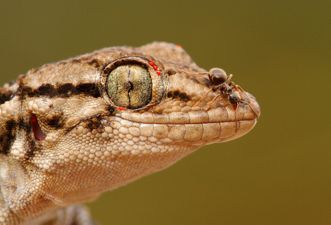 Maurischer Mauergecko (Tarentola mauritanica) mit Ameise am Maul, Spanien