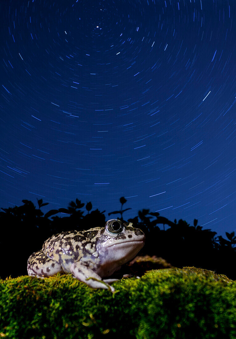 Westlicher Knoblauchkröte (Pelobates cultripes) bei Nacht, Spanien