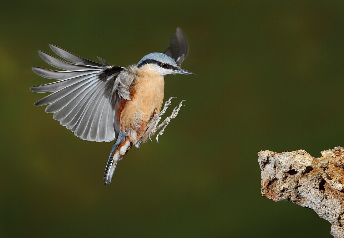 Eurasian Nuthatch (Sitta europaea), Spain