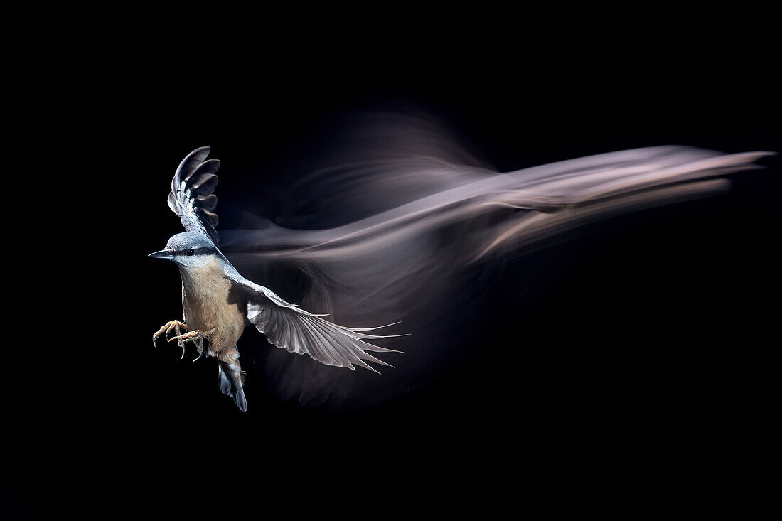 Eurasian Nuthatch (Sitta europaea), Salamanca, Spain