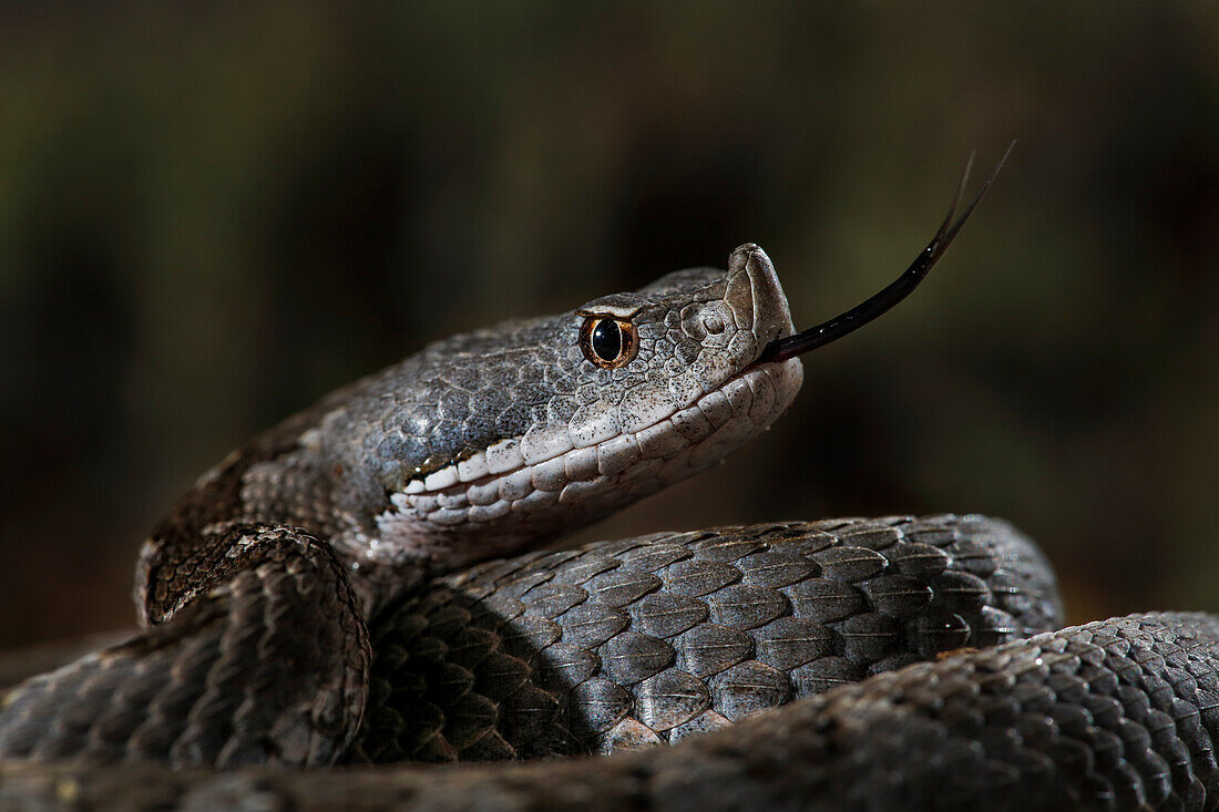 Lataste's Viper (Vipera latasti), Spanien