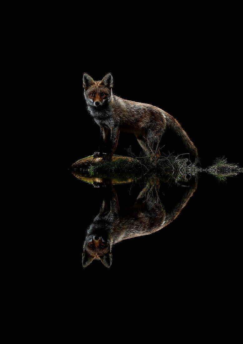 Rotfuchs (Vulpes vulpes) bei Nacht, gespiegelt auf einem See