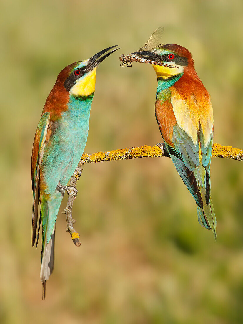 Pärchen des Europäischen Bienenfressers (Merops apiaster), Salamanca, Kastilien und Leon, Spanien