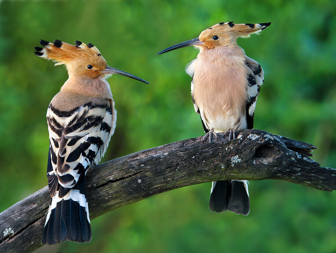 European Hoopoe couple (Upupa epops), Salamanca, Castilla y Leon, Spain