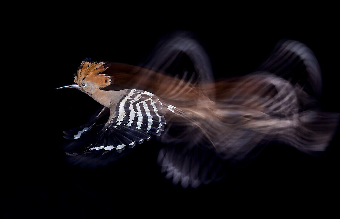 Hoopoe (Upupa epops) in flight, Salamanca, Castilla y Leon, Spain