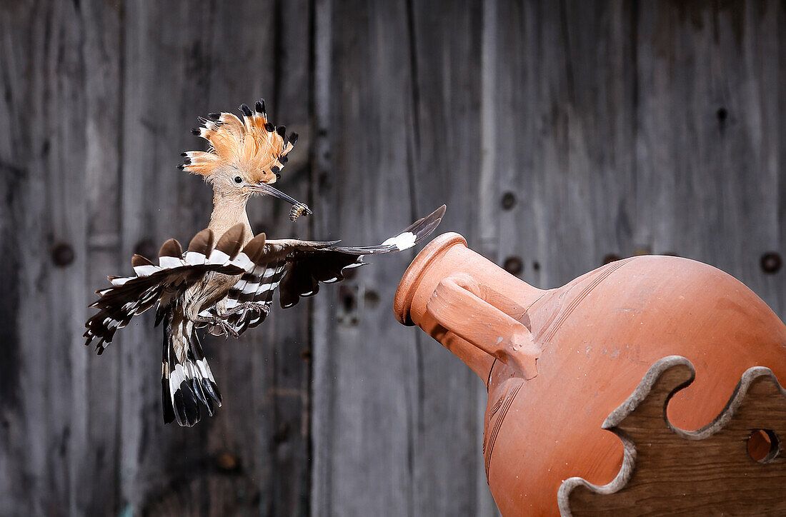 Hoopoe (Upupa epops) in flight with prey on peak to feed babies, Salamanca, Castilla y Leon, Spain