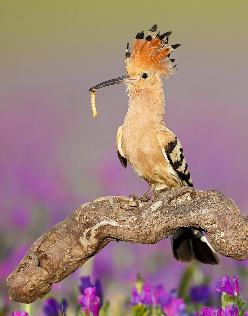 Wiedehopf (Upupa epops) mit Raupenbeute, Spanien