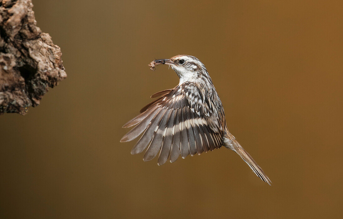 Flying treecreeper (Certhia brachydactyla) with prey on peak, Salamanca, Castilla y Leon, Spain