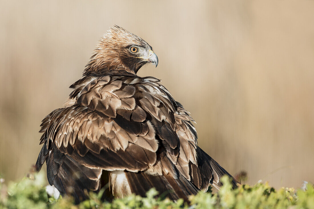 Booted Eagle (Hieraaetus pennatus) protecting prey, Salamanca, Castilla y Leon, Spain