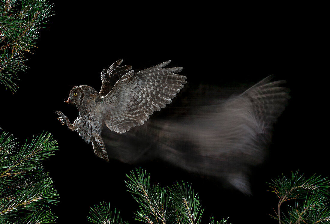 Eurasian Scops Owl (Otus scops) flying with prey, Salamanca, Castilla y León, Spain
