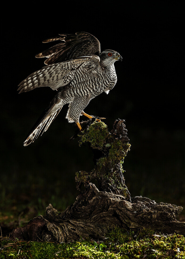 Northern Goshawk (Accipiter gentilis), Salamanca, Castilla y León, Spain