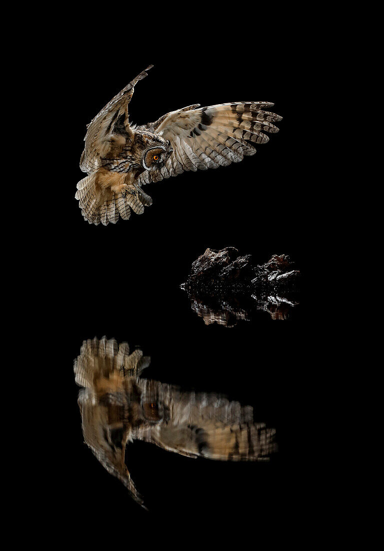 Long-eared Owl (Asio otus) in flight, Salamanca, Castilla y León, Spain