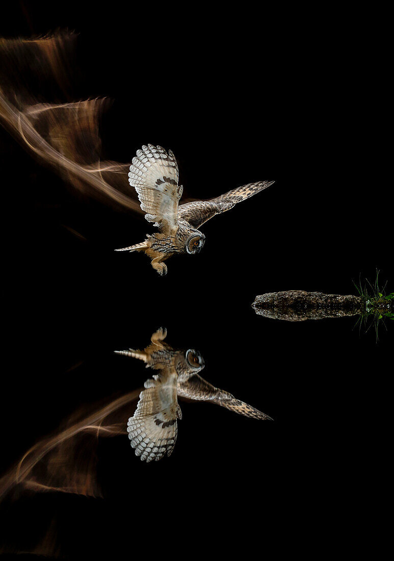 Long-eared Owl (Asio otus) in flight, Salamanca, Castilla y León, Spain