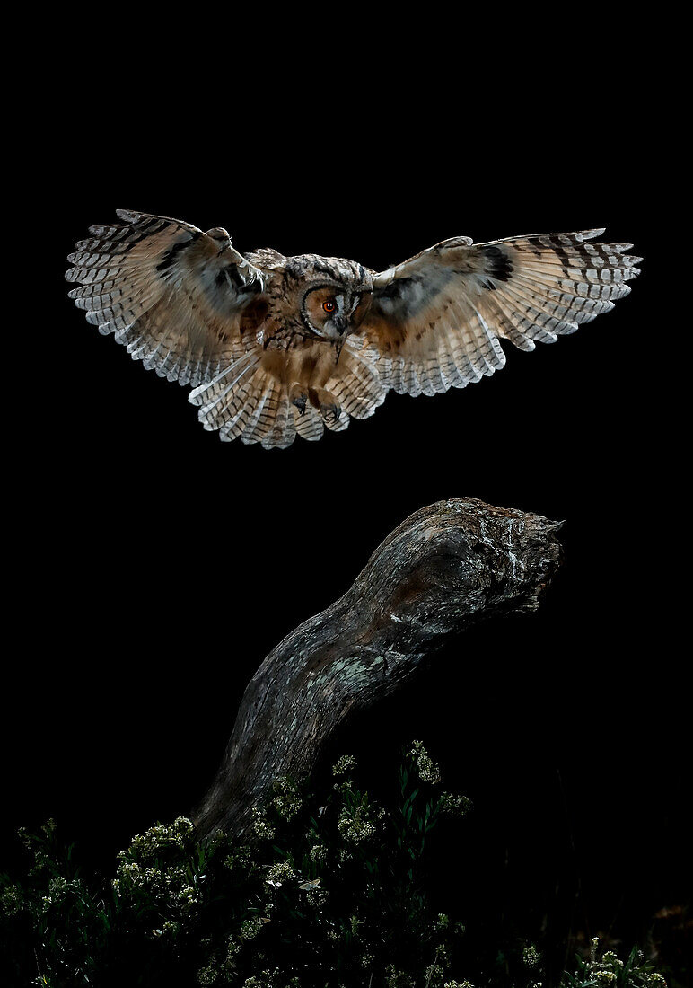Long-eared Owl (Asio otus) in flight, Salamanca, Castilla y León, Spain