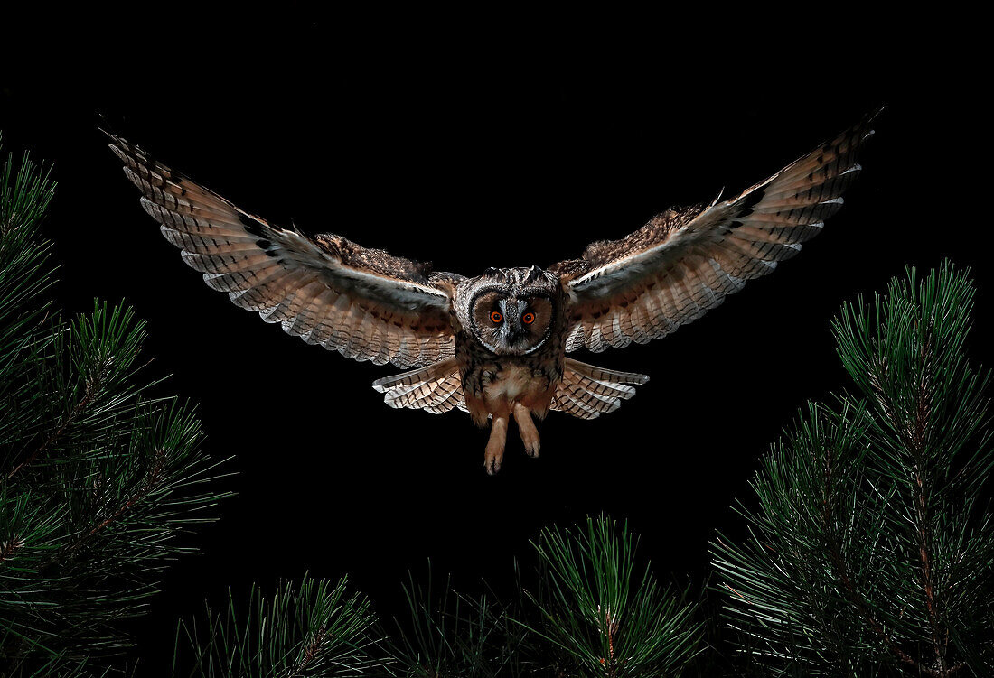 Waldohreule (Asio otus) im Flug, Salamanca, Kastilien und León, Spanien