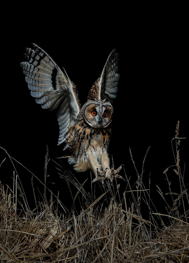 Waldohreule (Asio otus) im Flug, Salamanca, Kastilien und León, Spanien