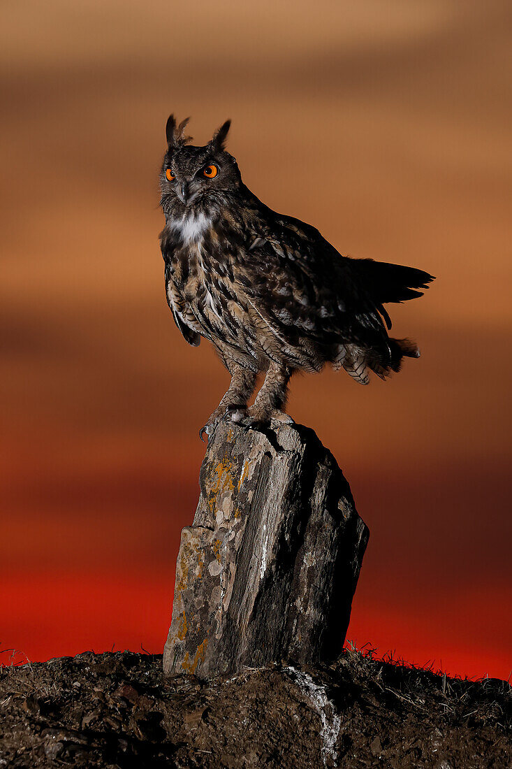 Uhu (Bubo bubo), Salamanca, Kastilien und Leon, Spanien